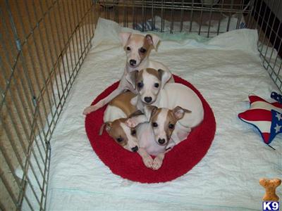 Italian Greyhound puppies Champion parents